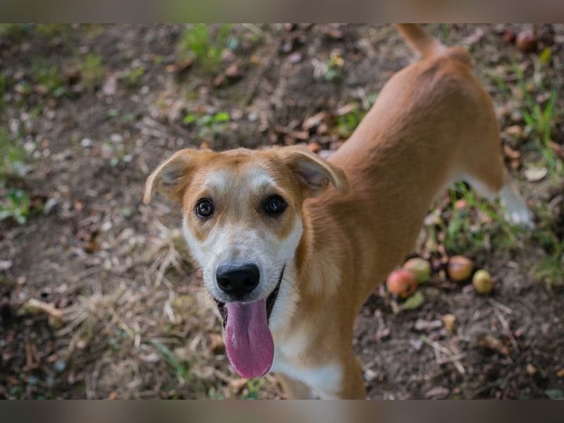 Sven: Hundekind sucht ein Zuhause