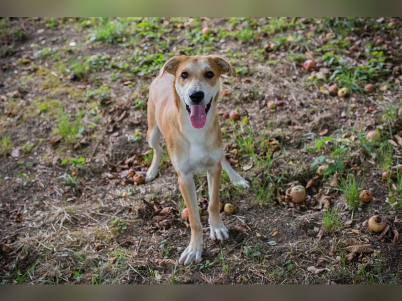 Sven: Hundekind sucht ein Zuhause