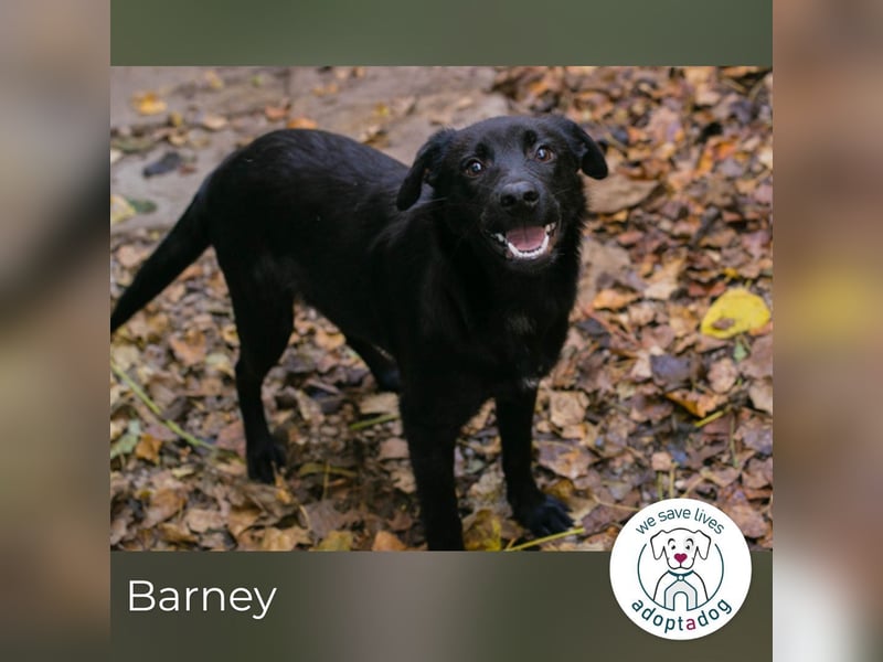 Barney: Jung, verspielt & voller Freude