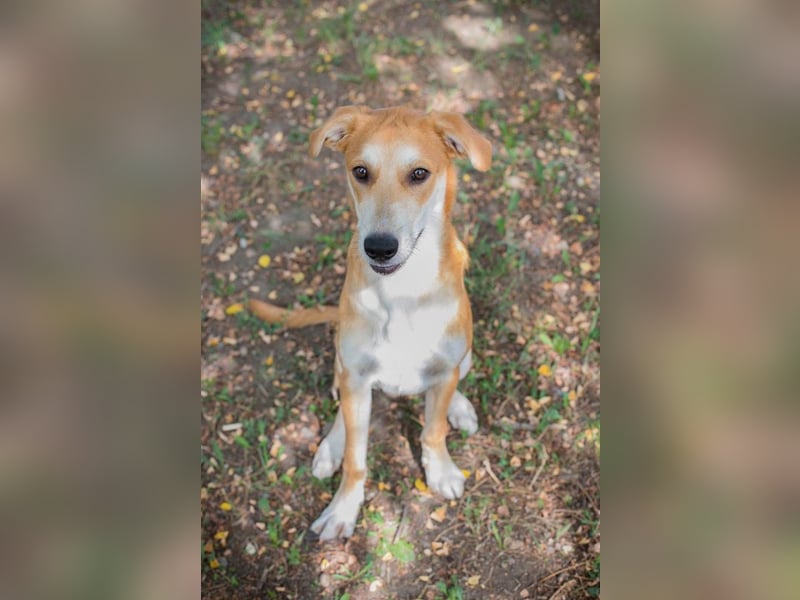 Sven: Hundekind sucht ein Zuhause