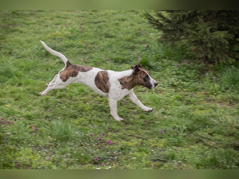 Hopper – Kompakte Sportskanone