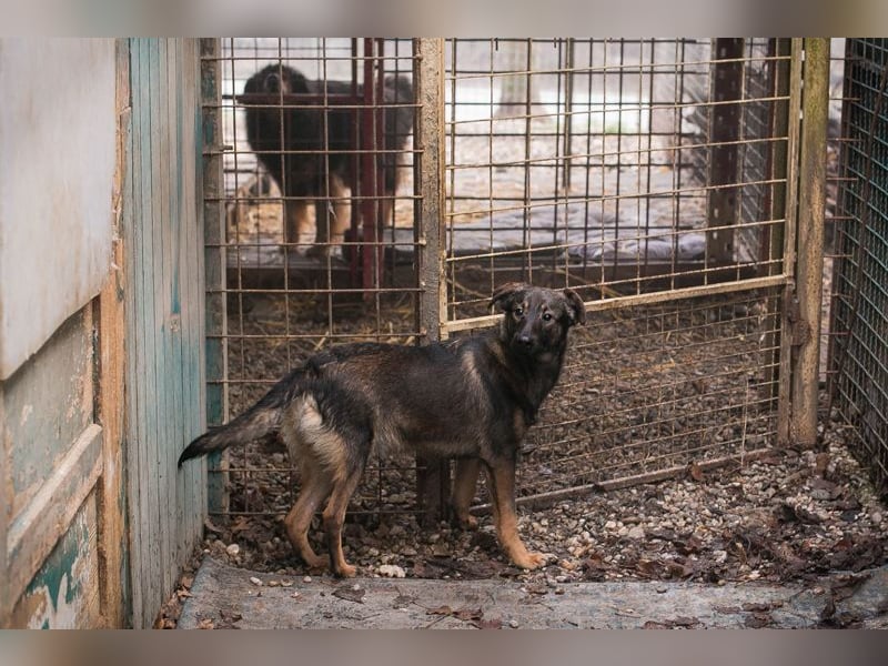 Duke sucht ein Zuhause