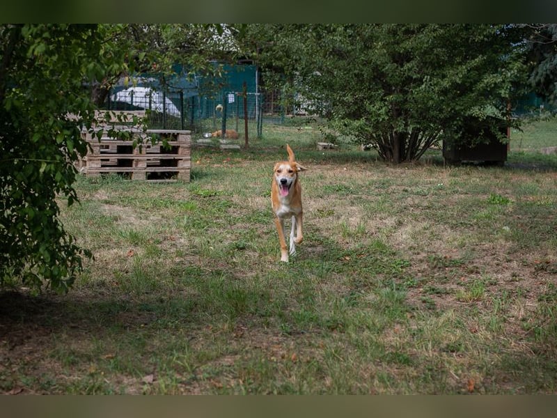 Sven: Hundekind sucht ein Zuhause