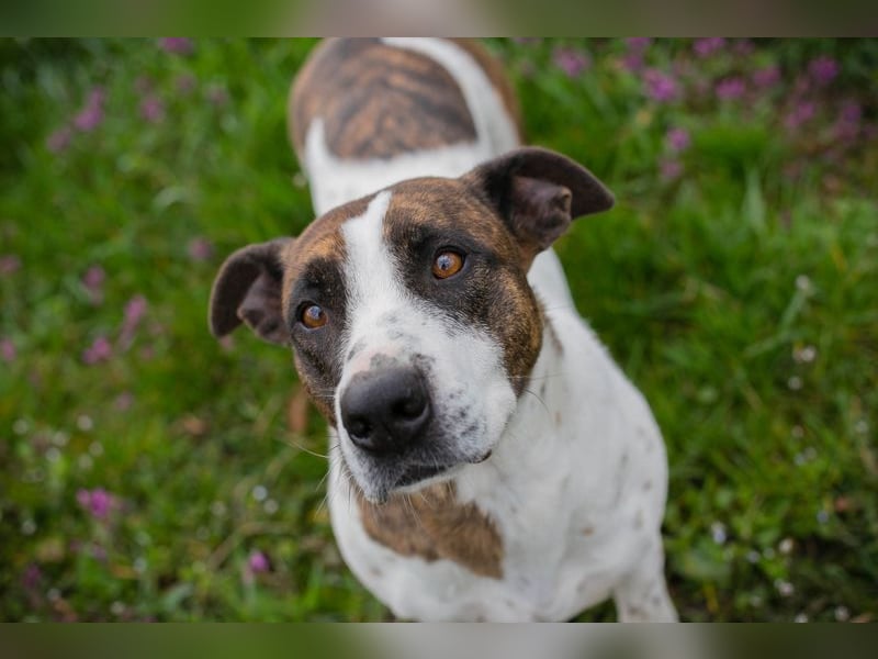 Hopper – Kompakte Sportskanone