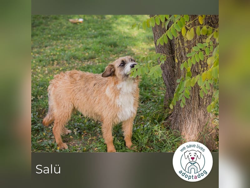 Salü: Hundekind sucht ein Zuhause