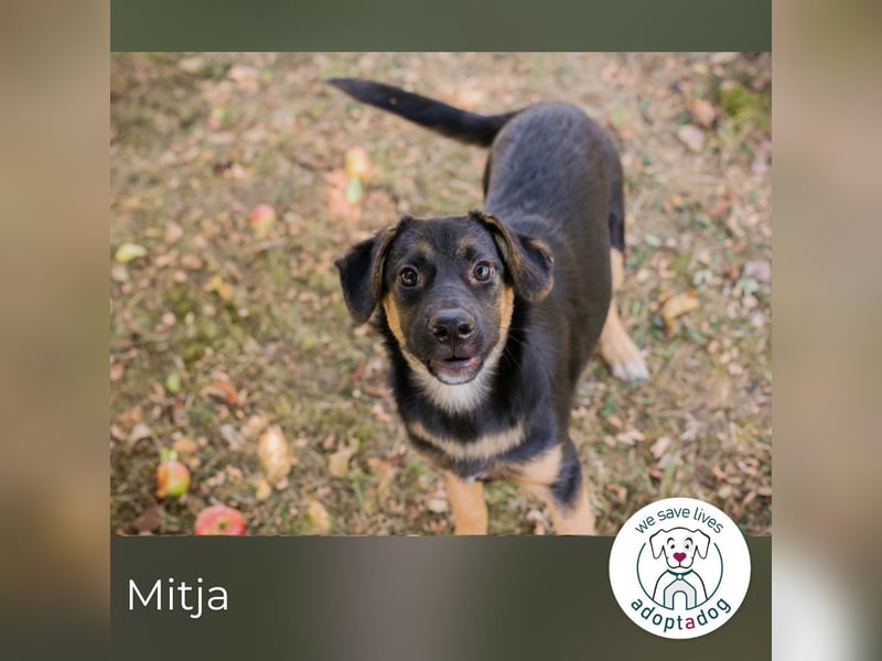 Mitja: Neugierige Frohnatur