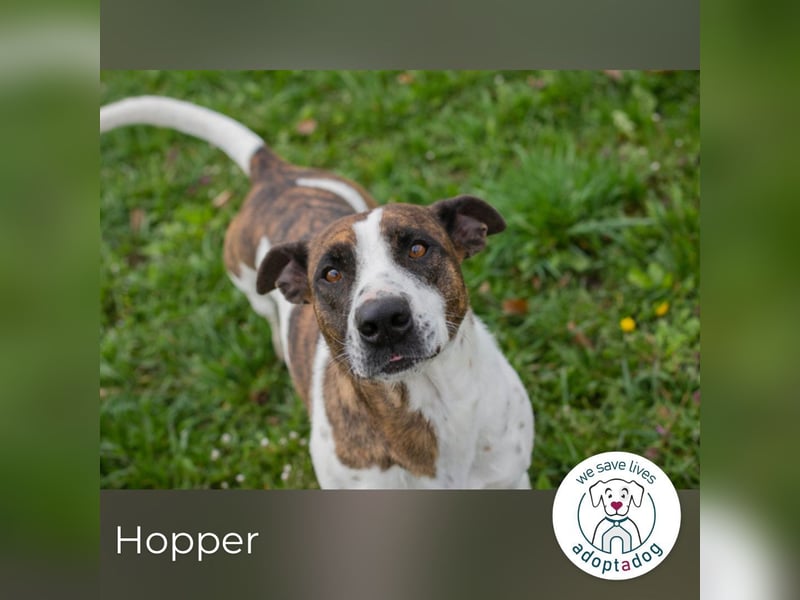 Hopper – Kompakte Sportskanone