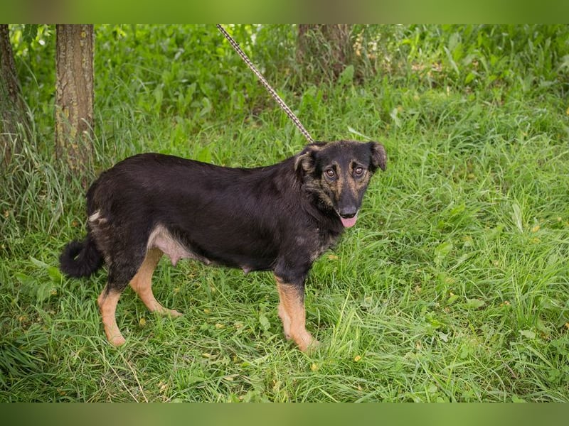 Alani: Sucht ein liebevolles Zuhause