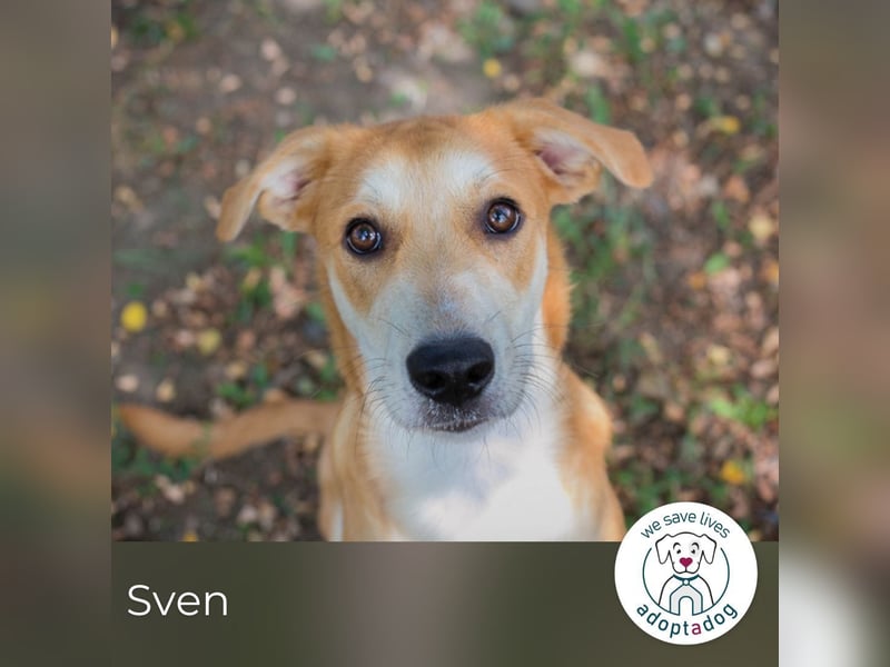 Sven: Hundekind sucht ein Zuhause