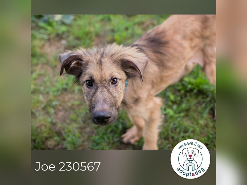 Joe: Sanftes Herz sucht seine Familie