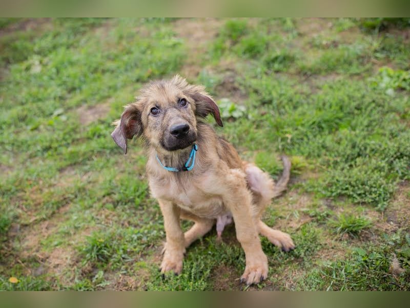 Joe: Sanftes Herz sucht seine Familie