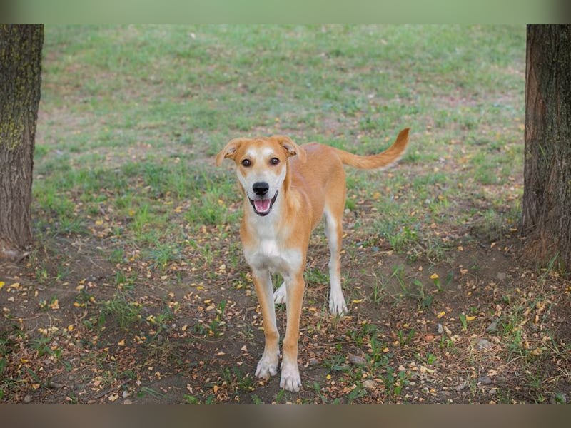 Sven: Hundekind sucht ein Zuhause