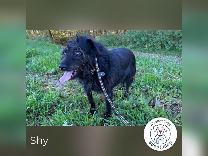 Shy Shani: Sucht geduldige Zweibeiner