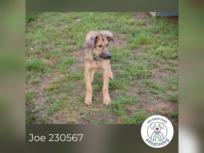 Joe: Sanftes Herz sucht seine Familie