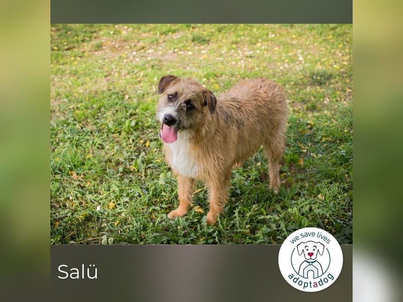 Salü: Hundekind sucht ein Zuhause