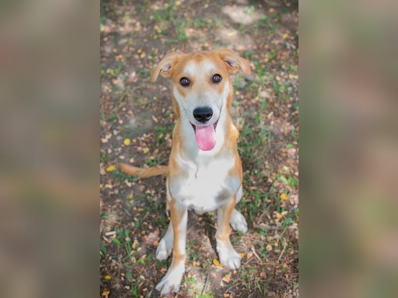 Sven: Hundekind sucht ein Zuhause