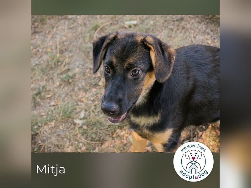 Mitja: Neugierige Frohnatur