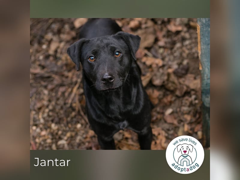 Jantar sucht ein Zuhause