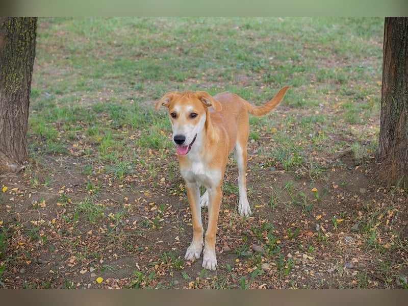 Sven: Hundekind sucht ein Zuhause