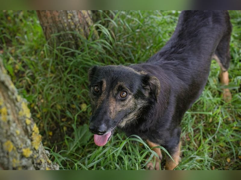 Alani: Sucht ein liebevolles Zuhause