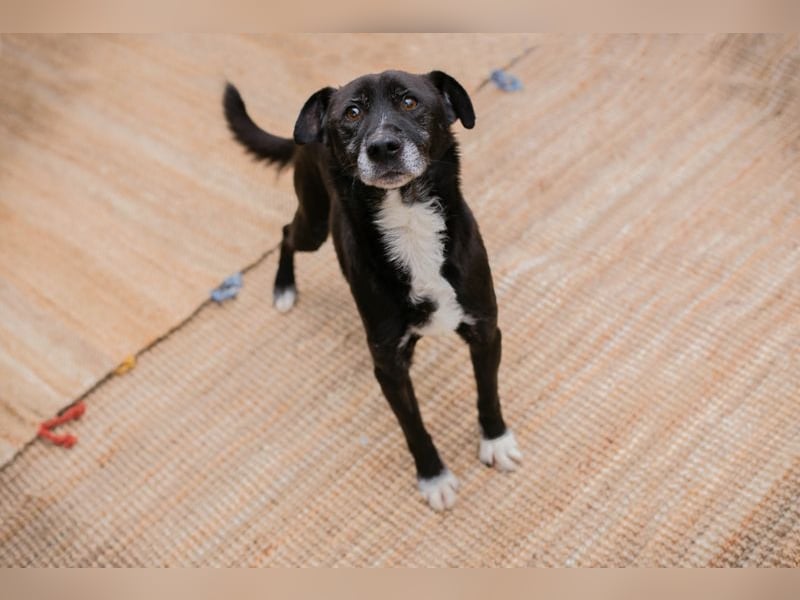 Fido sucht ein Zuhause