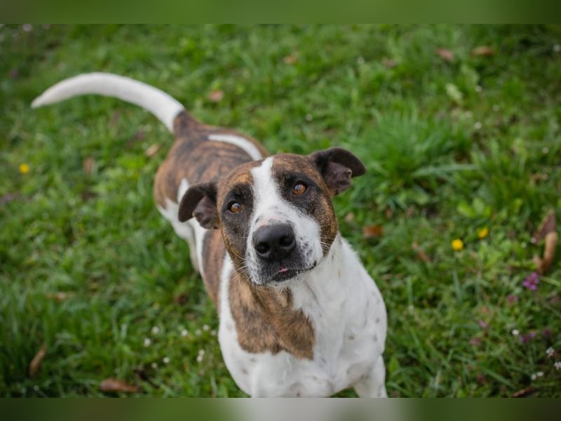 Hopper – Kompakte Sportskanone