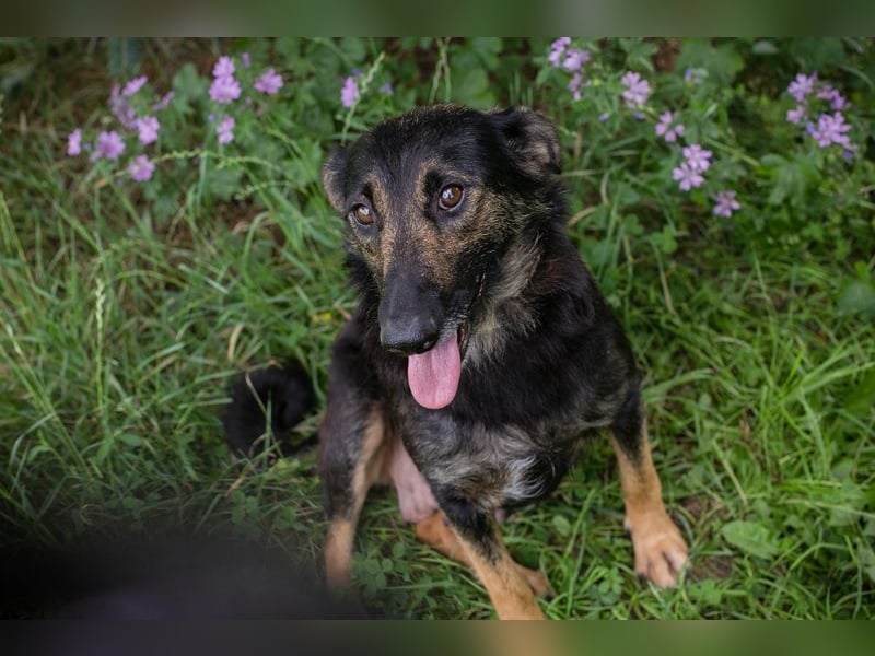 Alani: Sucht ein liebevolles Zuhause