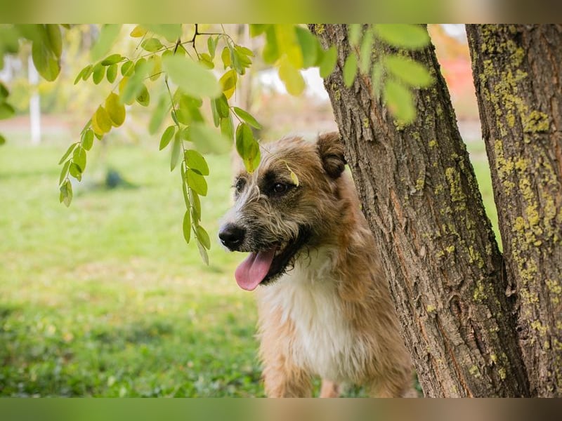Salü: Hundekind sucht ein Zuhause