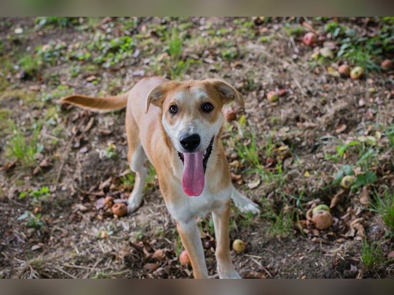 Sven: Hundekind sucht ein Zuhause