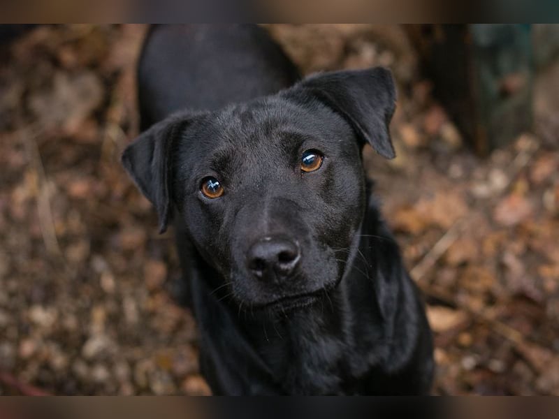 Jantar sucht ein Zuhause