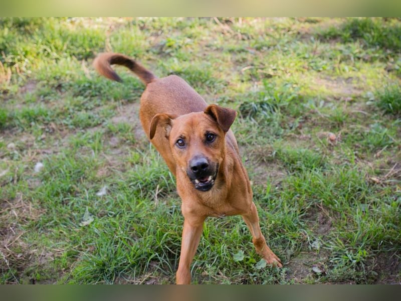 Christoffer: Sucht ein Zuhause