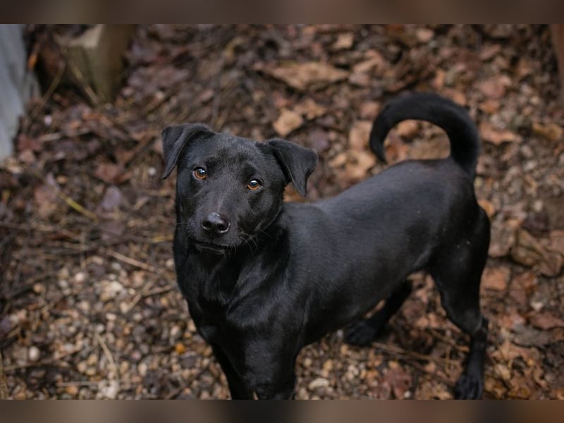 Jantar sucht ein Zuhause