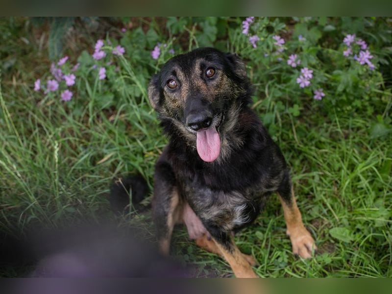 Alani: Sucht ein liebevolles Zuhause