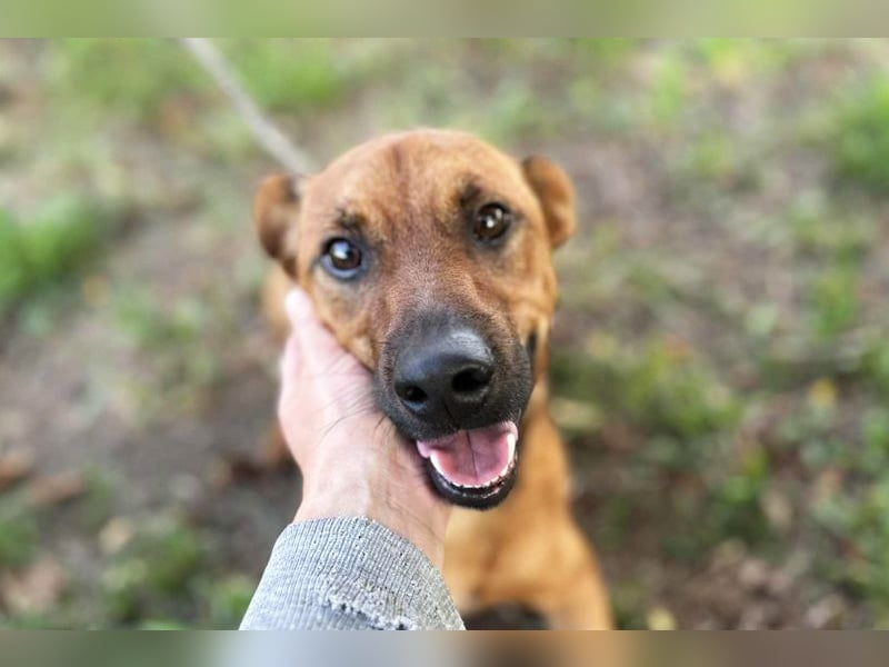 Christoffer: Sucht ein Zuhause