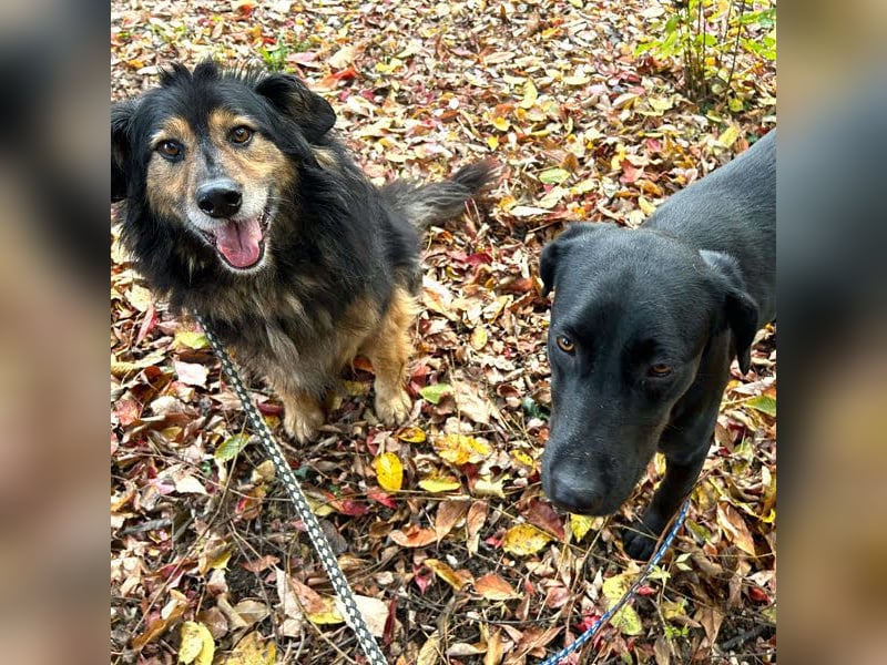 Lennox: Treuer Begleiter sucht Familie