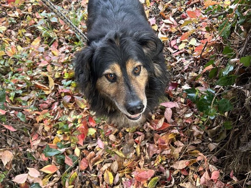 Lennox: Treuer Begleiter sucht Familie