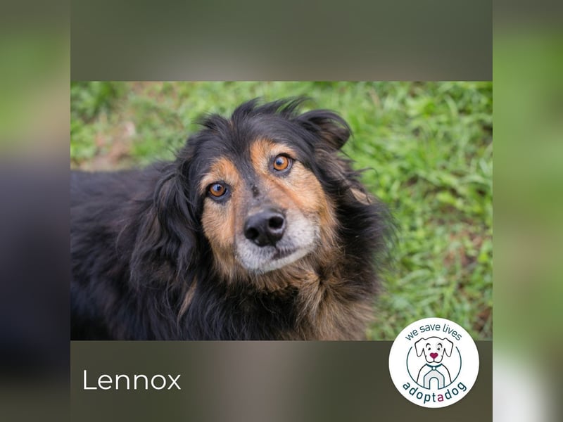 Lennox: Treuer Begleiter sucht Familie