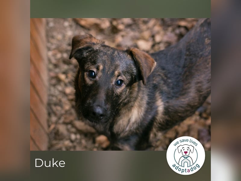 Duke sucht ein Zuhause