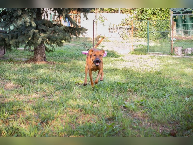 Christoffer: Sucht ein Zuhause