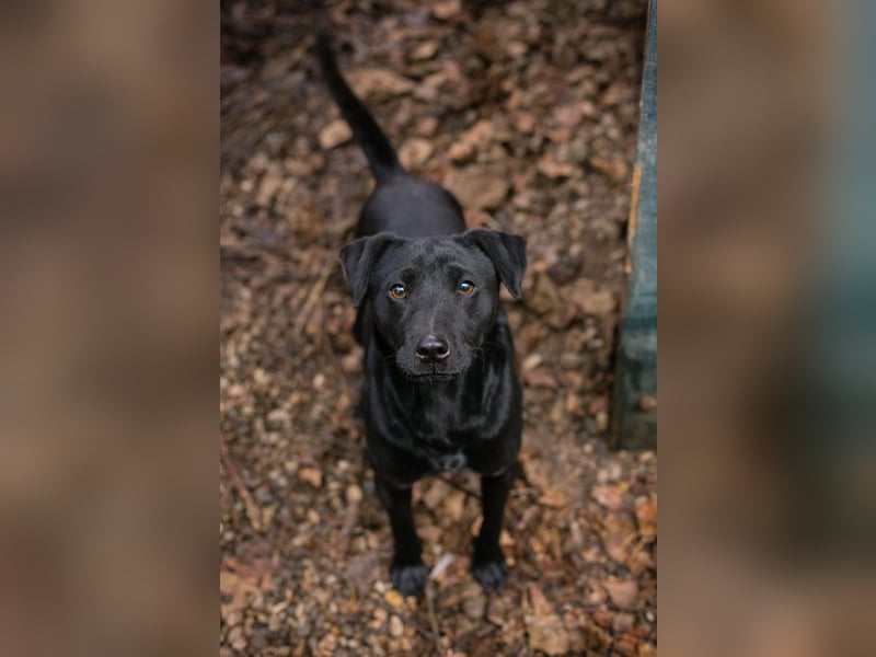 Jantar sucht ein Zuhause