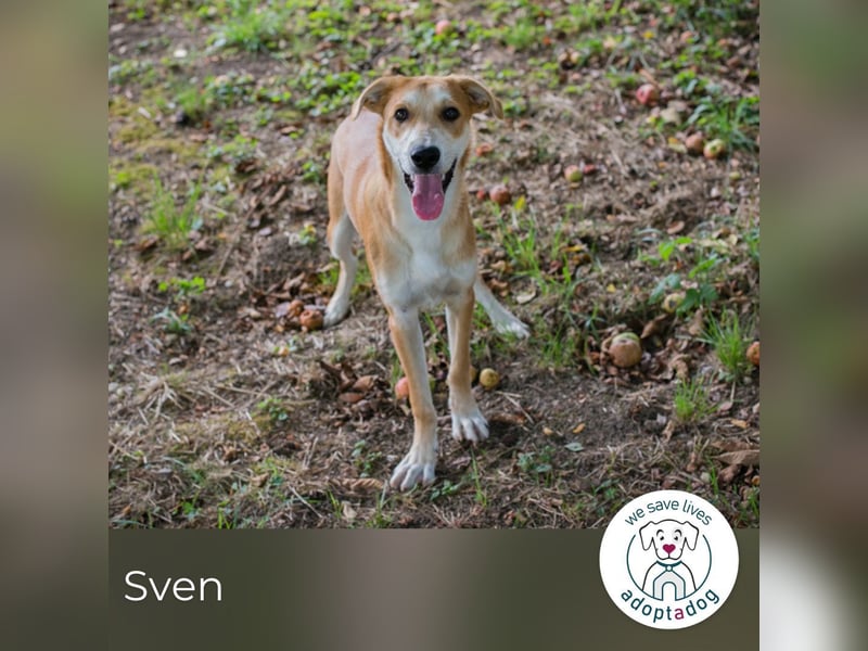 Sven: Hundekind sucht ein Zuhause