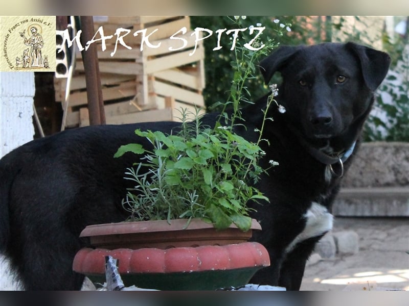 Besonderer Marc Spitz