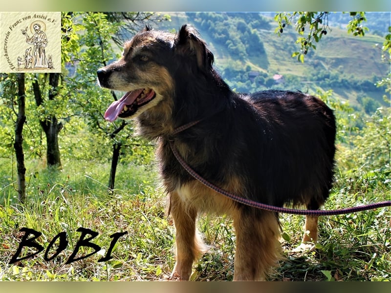 Bobi – der sensible Gefährte