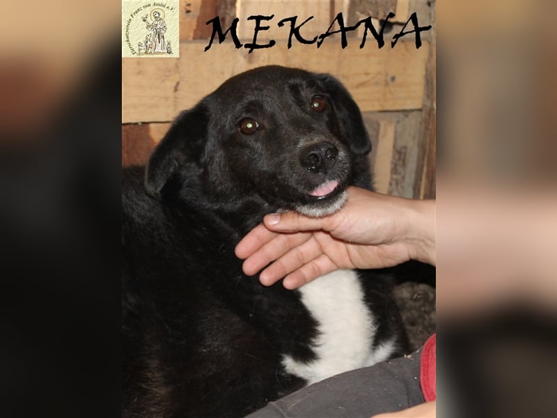 Mekana, die tapfere Dame