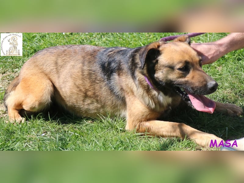 Masa - vorsichtiges Hundemädchen