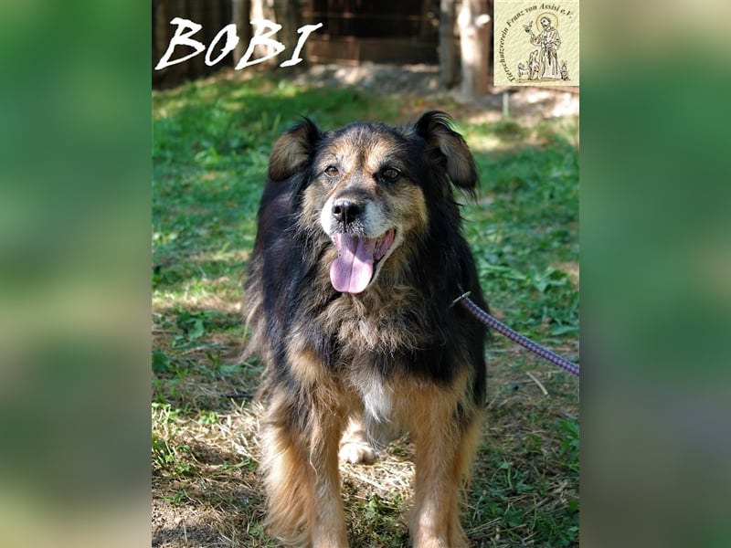 Bobi – der sensible Gefährte