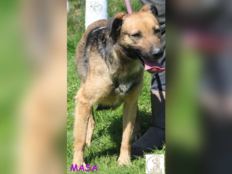 Masa - vorsichtiges Hundemädchen