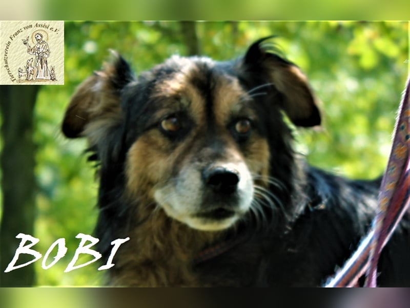 Bobi – der sensible Gefährte