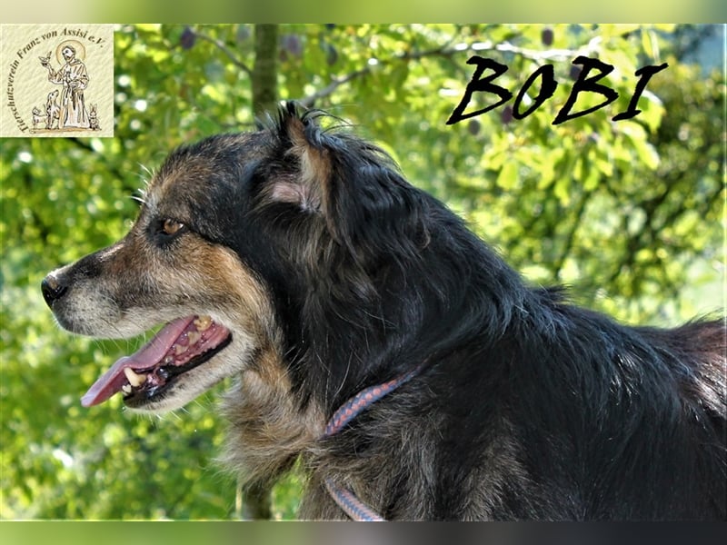 Bobi – der sensible Gefährte