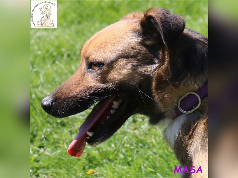 Masa - vorsichtiges Hundemädchen